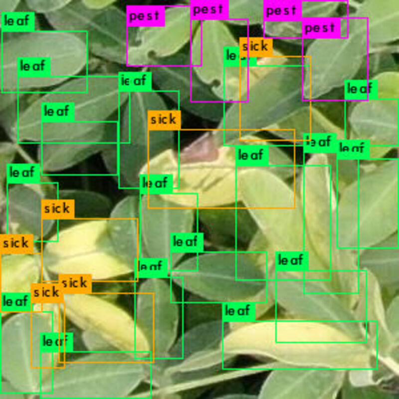 YOLO-based detection result for peanut pest and disease recognition